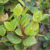 Euonymus revolutus Wight